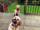 Poppy and archie