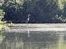 Heron on lake when pedaloing