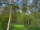 Forest view