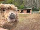 Friendly place with farm animals