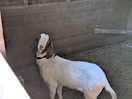 Goat at site