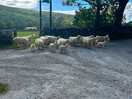 Sheep and lambs being moved to farm