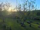 The orchard