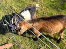 The neighbouring goats