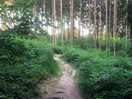 Woodland next to camp