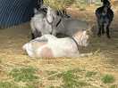 Goats all named after sweets