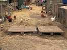 Lots of chickens