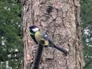 And a little friend the blue tit popes by