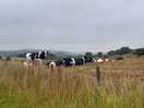Farm animals on site