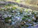 Ponds a plenty