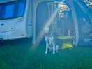Our dog loved the space and watching the site owners dog.