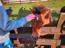 The beautiful ponys