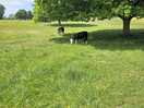 National trust locals