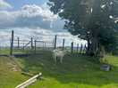 Cute goat