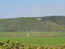 South downs way
