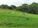 The farm animals which you can feed, alpacas, donkeys and sheep.