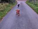 Lovely evening walk around elm tree farm