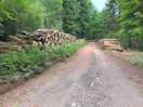 Woodland track