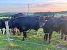 Resident cows