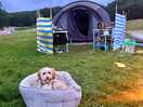 Coco enjoying camping.