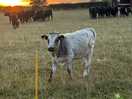 Cows!
