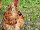 Chicken welcomes
