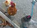 Lovely chickens
