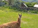 Alpacas relaxing in the sun