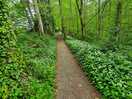 Wild garlic as far as the eye can see.