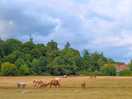 The walk from the campsite to the new forest in