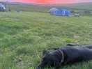Dog loved it too
