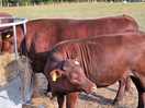 Sussex cows