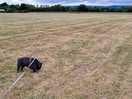 Field