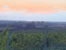 View from vineyard