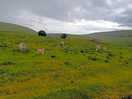 Sheep on the farm