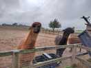 Llamas