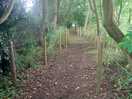 Woodland walk from the car to the orchard