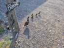 Mummy duck and babies