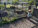 Little man checking out the chickens