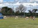 Alpacas jumped the fence to join us