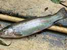 Son caught his first fish, a trout, we cooked on the fire and eat for tea! delicious!