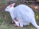 Wallaby
