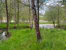 Forest view