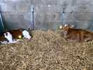 Farm cows