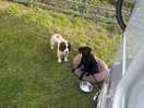 Dog friendly site
