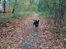 Walking my dog through the beautiful woodland direct from the site