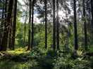Carie trails