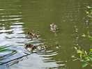 Ducking came to see what's happening