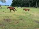 The local residents