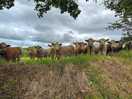 Friendly cows!